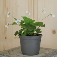 viola-sororia-princess-luise-white-14er-3273.jpg