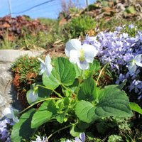 viola-sororia-princess-luise-white-3273.jpg
