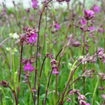 lychnis-viscaria-splendens-3728.jpg