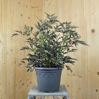 sambucus-nigra-black-lace-25er-3850.jpg