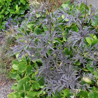 sambucus-nigra-black-lace-3850.jpg