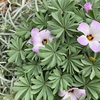 oxalis-adenophylla-3610-v.jpg