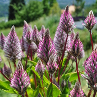 ptilotus-exaltatus-joey-3673.jpg