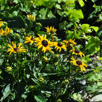 rudbeckia-fulgida-goldsturm-2307.jpg