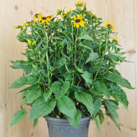 rudbeckia-fulgida-goldsturm-25er-2307.jpg