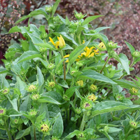 rudbeckia-goldsturm-2307.jpg
