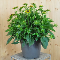 rudbeckia-fulgida-little-gold-star-25er-3024.jpg