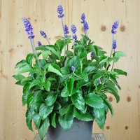 salvia-farinacea-mystic-spires-21er-3682.jpg