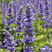 salvia-farinacea-mystic-spires-3723-3682.jpg