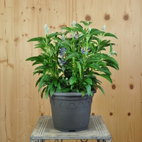 salvia-farinacea-sallyfun-sky-blue-3788.jpg