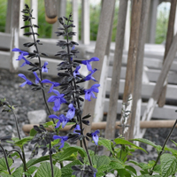 salvia-black-and-bloom-2309-2689.jpg
