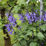 salvia-hybrida-black-and-bloom-2309-2689-2.jpg