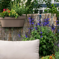 salvia-hybrida-black-and-bloom-2309-2689-v.jpg