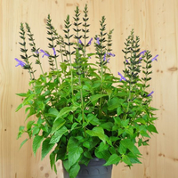 salvia-hybrida-lake-titicaca-21er-3683.jpg