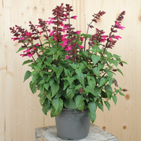 salvia-hybrida-strawberry-lake-21er-3530.jpg