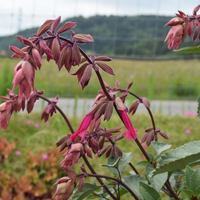 salvia-wendys-wish-2688-2988.jpg