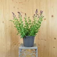 salvia-nemerosa-schwellenburg-25er-3724.jpg