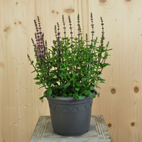 salvia-x-superba-bordeau-rose-21er-3494.jpg