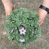 oxalis-adenophylla-3610-2-v.jpg
