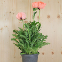 papaver-orientale-koenigin-alexander-rosa-21er-2010.jpg