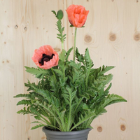 papaver-orientale-princess-victoria-louise-lachs-21er-2625.jpg