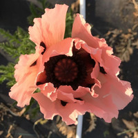 papaver-orientale-victoria-louise-lachs-2625-2-v.jpg