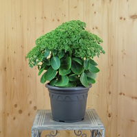 sedum-spectabile-brilliant-21er-3496.jpg