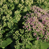 sedum-spectabile-brilliant-3496-1.jpg