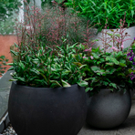 talinum-paniculatum-3065-3350-v.jpg