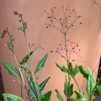 talinum-paniculatum-3065-3350.jpg