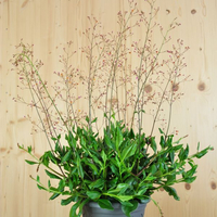talinum-paniculatum-verde-21er-3065.jpg