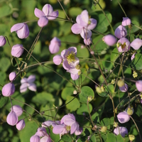 thalictrum-delavayi-splendide-3449.jpg