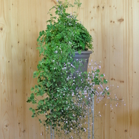 thalictrum-delavayi-splendide-35er-3449.jpg