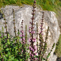 salvia-x-superba-bordeau-rose-3494.jpg
