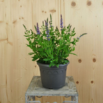 salvia-x-superba-bordeau-steel-blue-21er-3495.jpg