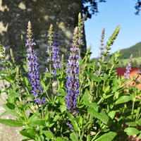 salvia-x-superba-bordeau-steel-blue-3495.jpg