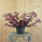 sedum-cauticolum-firecracker-14er-3625.jpg