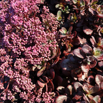 sedum-cauticolum-firecracker-3623-3625.jpg