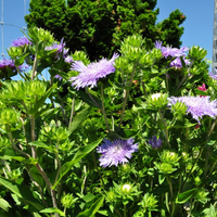 stockesia-laevis-peachies-pick-3638.jpg