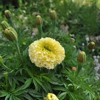 tagetes-erecta-vanilla-3789-1.jpg