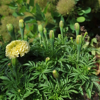 tagetes-erecta-vanilla-3789-3.jpg