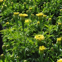 tagetes-erecta-vanilla-3789-4.jpg