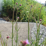 verbena-bonariensis-2082-2716.jpg