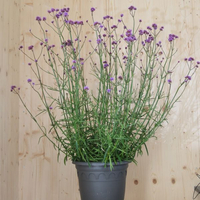 verbena-bonariensis-35er-2716.jpg