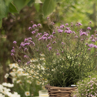 verbena-bonariensis-cloud-2716-2802.jpg