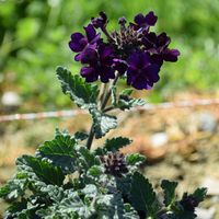 verbena-cultivars-lascar-black-velvet-1622.jpg