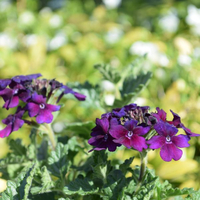 verbena-lascar-black-velvet-1622.jpg