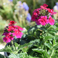 verbena-burgundi-1627.jpg