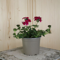 verbena-cultivars-lascar-burgundy-12er-1627.jpg