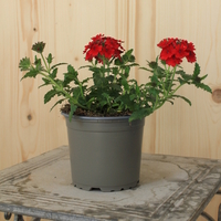 verbena-cultivars-dark-red-12er-1621-v.jpg